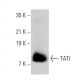 TATI Antibody (E-2) - Western Blotting - Image 359248