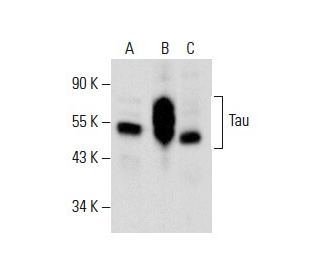Tau Antibody (A-10) - Western Blotting - Image 288298 