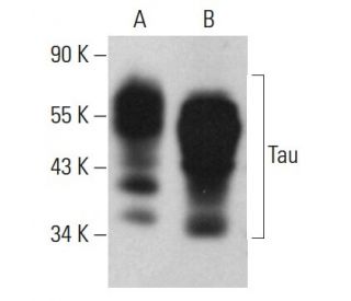 Tau Antibody (A-12) - Western Blotting - Image 380606 
