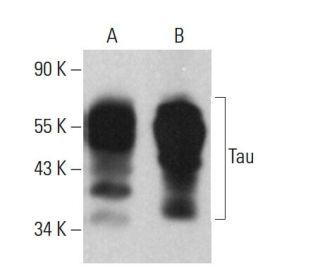 Tau Antibody (D-8) - Western Blotting - Image 380583 