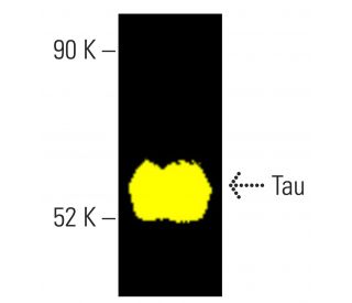 Tau Antibody (TAU-5) - Western Blotting - Image 401544 