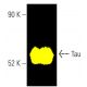 Tau Antibody (TAU-5) - Western Blotting - Image 401544 
