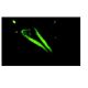 Tau Antibody (TauC3) - Immunofluorescence - Image 9234 