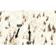 Tau Antibody (TauC3) - Immunohistochemistry - Image 9233 