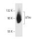 Tau Antibody (TauC3) - Western Blotting - Image 9590