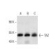 TAZ Antibody (D-8) - Western Blotting - Image 386918 