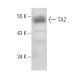TAZ Antibody (D-8) - Western Blotting - Image 389131