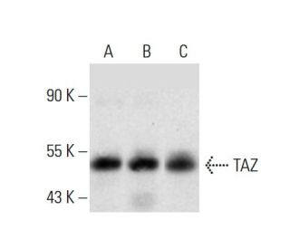 TAZ Antibody (D-8) - Western Blotting - Image 386918SAM Transcription Activation: SAM system utilizing dCas9-VP64, MS2-P65-HSF1, and sgRNA for precise gene transcription activation.