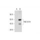 TBC1D19 Antibody (B-6) - Western Blotting - Image 289457