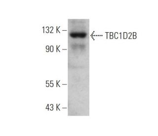 TBC1D2B Antibody (G-10) - Western Blotting - Image 346551 
