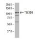 TBC1D8 Antibody (SS-18) - Western Blotting - Image 34246