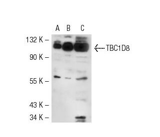 TBC1D8 Antibody (SS-18) - Western Blotting - Image 50612 