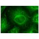 TBCC Antibody (H-5) - Immunofluorescence - Image 150818 