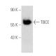 TBCE Antibody (D-11) - Western Blotting - Image 388960 