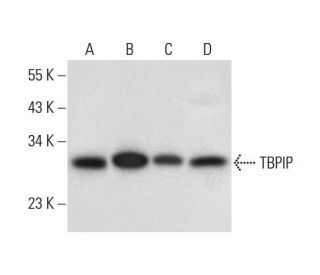TBPIP Antibody (A-5) - Western Blotting - Image 311727 