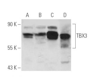 TBX3 Antibody (A-6) - Western Blotting - Image 66382 