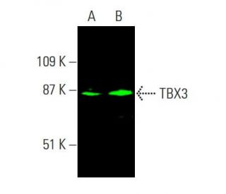 TBX3 Antibody (A-6) - Western Blotting - Image 381553