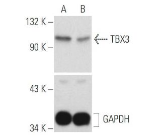 TBX3 siRNA (h): sc-37018. Western blot analysis of TBX3 expression in non-transfected control (A) and TBX3 siRNA transfect 