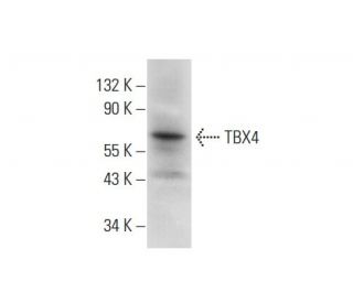 TBX4 Antibody (F-12) - Western Blotting - Image 309531