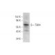 TBX4 Antibody (F-12) - Western Blotting - Image 309531
