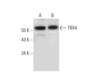 TBX4 Antibody (G-4) - Western Blotting - Image 344471