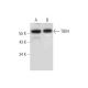 TBX4 Antibody (G-4) - Western Blotting - Image 344471