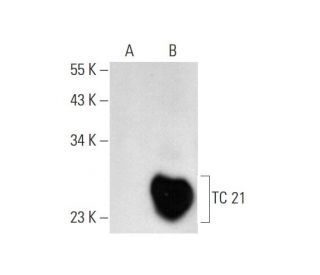 TC 21 Antibody (F-8) - Western Blotting - Image 70313