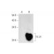 TC 21 Antibody (F-8) - Western Blotting - Image 70313