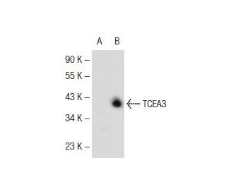 TCEA3 Antibody (C-7) - Western Blotting - Image 145606