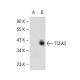 TCEA3 Antibody (C-7) - Western Blotting - Image 145606