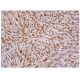 TCEAL1 Antibody (F-4) - Immunohistochemistry - Image 344657 