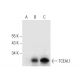 TCEAL1 Antibody (F-4) - Western Blotting - Image 296937