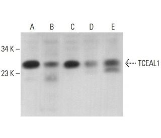 TCEAL1 Antibody (F-4) - Western Blotting - Image 376388 