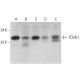 TCEAL1 Antibody (F-4) - Western Blotting - Image 376388 