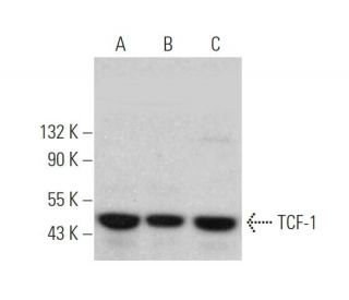 TCF-1 Antibody (C-5) - Western Blotting - Image 374734 
