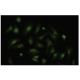 TCF-19 Antibody (F-27) - Immunofluorescence - Image 35832