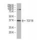 TCF-19 Antibody (F-27) - Western Blotting - Image 34532 