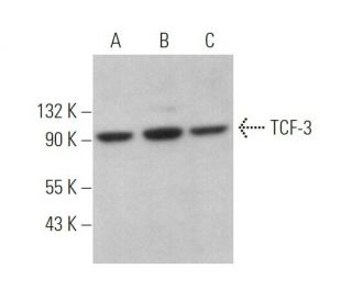 TCF-3 Antibody (E-2) - Western Blotting - Image 373104 