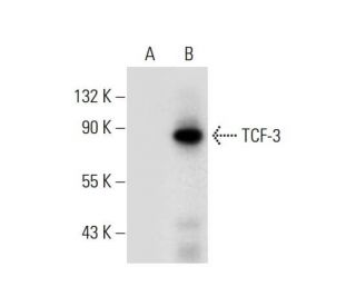 TCF-3 Antibody (F-5) - Western Blotting - Image 306608 