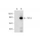 TCF-3 Antibody (F-5) - Western Blotting - Image 306608 