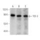 TCF-3 Antibody (F-5) - Western Blotting - Image 360627