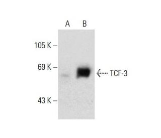 TCF-4 Antibody (H-7) - Western Blotting - Image 134146 