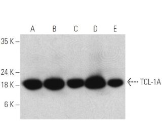 TCL-1A Antibody (1-21) - Western Blotting - Image 399054 