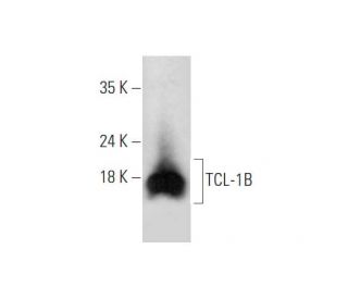 TCL-1B Antibody (E-1) - Western Blotting - Image 344142