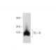 TCL-1B Antibody (E-1) - Western Blotting - Image 344142