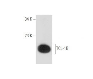 TCL-1B Antibody (F-9) - Western Blotting - Image 333645