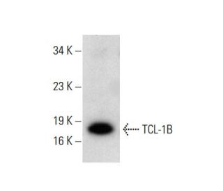 TCL-1B Antibody (H-3) - Western Blotting - Image 137941 