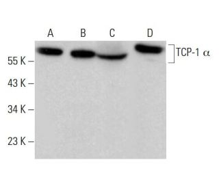 TCP-1 &alpha; Antibody (22b) - Western Blotting - Image 381112 