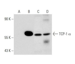 TCP-1 &alpha; Antibody (23c) - Western Blotting - Image 135034 
