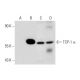 TCP-1 α Antibody (23c) - Western Blotting - Image 135034 